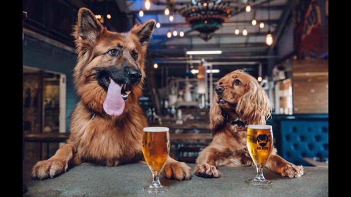 Pups n’ Pints Dog Training Class and Event